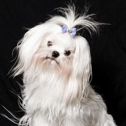 Ruby - Maltese