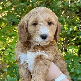 Eden's Pink Female - Apricot female Goldendoodle puppy in Great Falls, Montana from Montana Goldendoodles