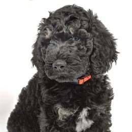 Poodle Puppies from DoodleHaven