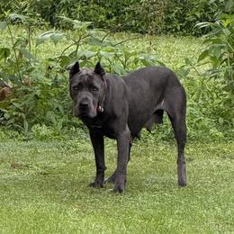 Juicy mama - Cane Corso