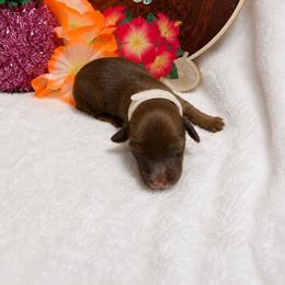 White collar - Chocolate female Dachshund puppy in Pleasant Plains, Arkansas from JGBs Silver Spur Dachshunds