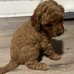 Poodles from Pepper Potts Puppies