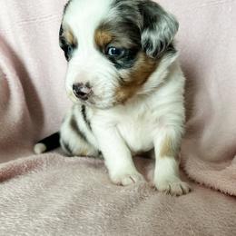 Aussiedoodle, Australian Mountain Doodle, and Bernedoodle Puppies from Rosewood Pine Doodles
