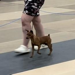Chase - Miniature Pinscher