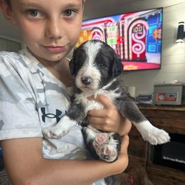 Yellow - Merle male Bernedoodle puppy in Cedar Springs, Michigan from Pecks Oodle Doodles