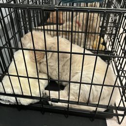 Golden Retriever Puppies from Royal Golden's