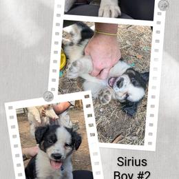 Australian Shepherd and Great Dane Puppies from AEW Farm