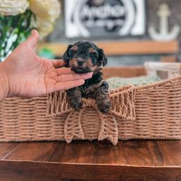L o u i e    ( teddy bear ) - Black and gold male Yorkipoo puppy in Hooper, Utah from Anchor Dogs