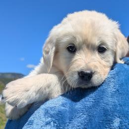 Blue - Light golden male Golden Retriever puppy in Roseburg, Oregon from Unbound Goldens