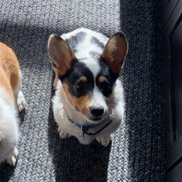 Pembroke Welsh Corgis from LTT Corgis