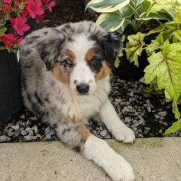 Australian Shepherd Puppies from Cannonrun Aussies