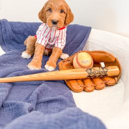Babe Ruth - Apricot male Goldendoodle puppy in Marietta, Georgia from Reece + Co Doodles & Poodles