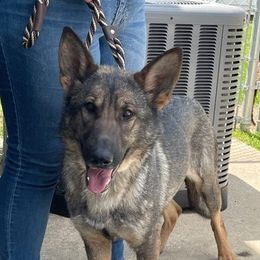 Angel - German Shepherd