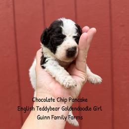 Chocolate Chip Pancake English - Chocolate female Goldendoodle puppy in Grove, Oklahoma from Guinn Family Farms
