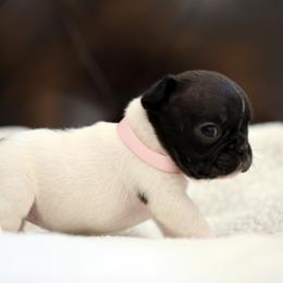 Pink Collar - White and brindle female French Bulldog puppy in Wichita, Kansas from Phantasticus French Bulldogs