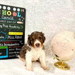 Gerald - male Golden Mountain Doodle puppy in Victoria, Texas from Deidre's Doodles