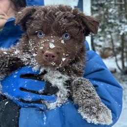 Bobtail - Red & white male Australian Shepherd puppy in Lexington, South Carolina from Lightspeed Kennels