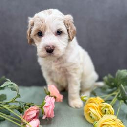 Tik Tok - Caramel cream male Australian Labradoodle puppy in Denton, Texas from Liberty Hill Labradoodles