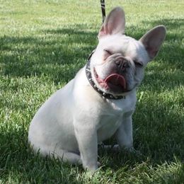 Bulldog and French Bulldog All Grown Up from Fancy Like Bulldogs