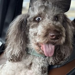 Labradoodles from Upper Echelon