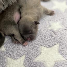 Shih Tzu puppies from Magnolia Tzus
