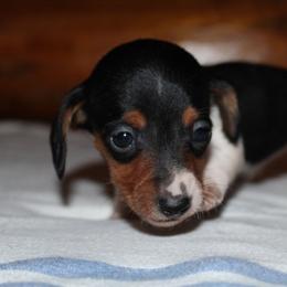Princess Fiona - Piebald female Dachshund puppy in Kilgore, Texas from The Barefield Doxies