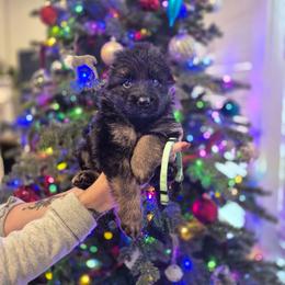 Teal collar male - Black and red male German Shepherd puppy in Eugene, Oregon from Vom Osuna K9s