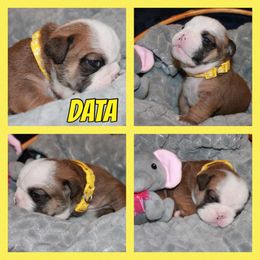 Data - Red Bulldog puppy in Lake, Mississippi from MS Magnolia Bulldogs