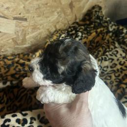 AKC Sleepy (1500) - White male Poodle puppy in Athens, Tennessee from Paws & Kisses