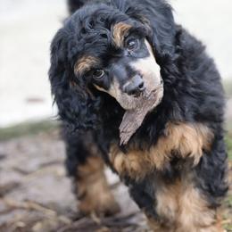 Phantom Boy 1 - Phantom male Poodle puppy in Jacksonville, Florida from Lolo’s Aussiedoodle