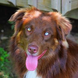 Duke - Australian Shepherd