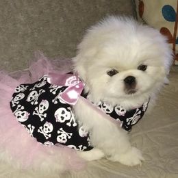 Pekingese Puppies from Triple I Pekes