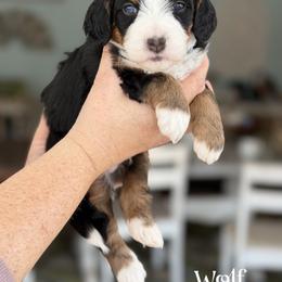 Wolf - Tri-color male Bernedoodle puppy in Henry, Illinois from Rowe Farms Doodles