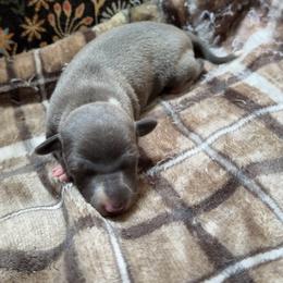 Girl 1 - Blue female Italian Greyhound puppy in Plains, Georgia from Amayz Italian Greyhounds