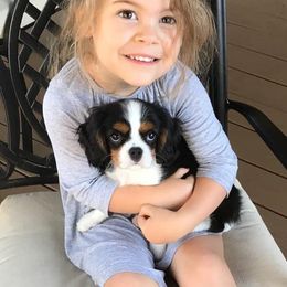 Cavalier King Charles Spaniel Puppies from Castle Rock Cavaliers