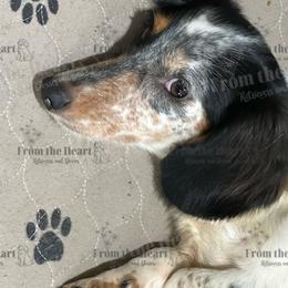 Pushie - Dachshund