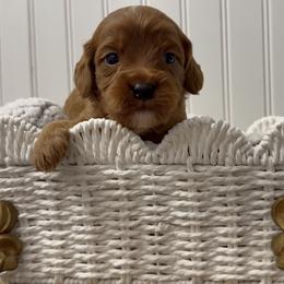 Sprout - Red male Cavapoo puppy in Knoxville, Tennessee from Dukes Forever Doodles