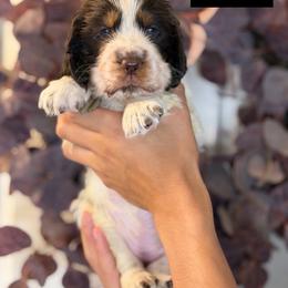 Happy - Liver and white female English Springer Spaniel puppy in Brownsville, Texas from South Texas Springers