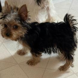 Not Available at this time - Black and tan male Yorkshire Terrier puppy in Lexington, North Carolina from Silver Valley Yorkies