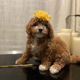 Cavapoo and Poodle Puppies from Sac-Town Poodles and Doodles