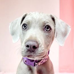 Flint - Catahoula Leopard Dog