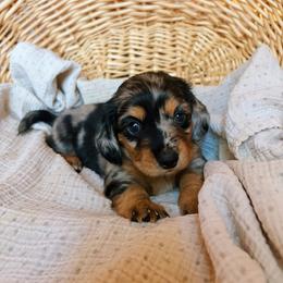 Jasmine - Dapple female Dachshund puppy in Mountain Home, Arkansas from The Teacup Homestead Miniature Dachshunds