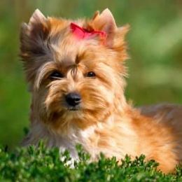 Biewer Terriers and French Bulldogs from Royal Biewer and Bubblegum Frenchies
