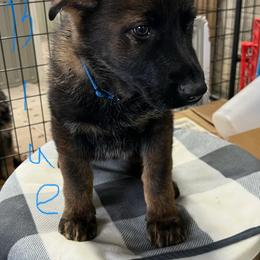 Blue - Sable female German Shepherd puppy in Council Bluffs, Iowa from Von Skvely' Haus