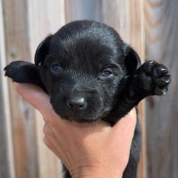 Echo - Black & white male Australian Shepherd puppy in Newton, Mississippi from Bright Star Aussies