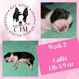 Callie - Black and white female Boston Terrier puppy in Jupiter, Florida from CJM Boston and Boxer Puppies