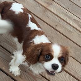 Ruby - Cavalier King Charles Spaniel