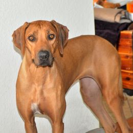 Una - Rhodesian Ridgeback