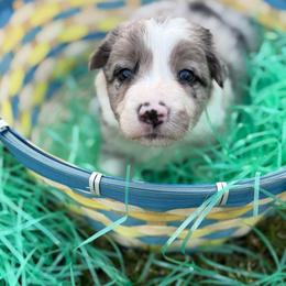 Aquamarine aka Aqua - Blue merle female Border Collie puppy in Keller, Texas from Bordercollieblues
