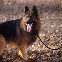 Australian Shepherds and German Shepherds from Dry Creek Puppies, LLC